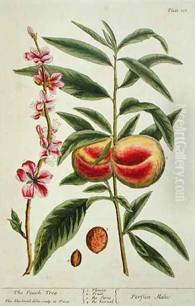 The Peach Tree, plate 101 from 'A Curious Herbal', published 1782 - view 1