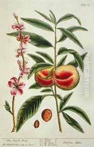 The Peach Tree, plate 101 from 'A Curious Herbal', published 1782 by Elizabeth Blackwell