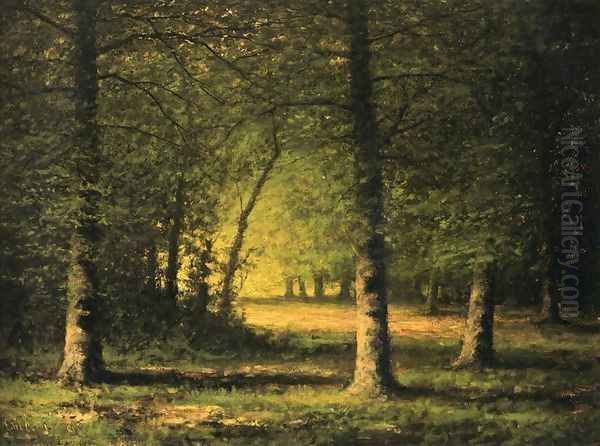 Beech Trees - view 1