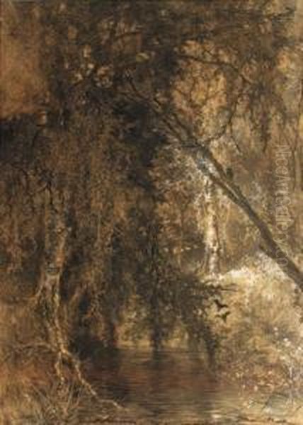 Trees Hanging Over A Stream - view 1
