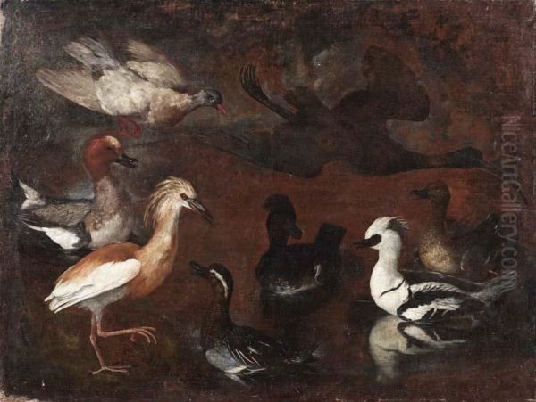 Studio Di Volatili: Uno Smergo, Una Marzaiola, Una Sgarza, Un Ibis Lucido E Anatre - view 1