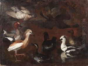 Studio Di Volatili: Uno Smergo, Una Marzaiola, Una Sgarza, Un Ibis Lucido E Anatre by Bartolommeo Bimbi