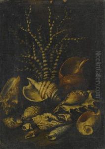 A Still Life With A Lambis
Lambis, A Cypraea, A Cymatiide, Acenithium, A Galaodea And Other Shells by Bartolommeo Bimbi