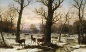 Winterwald Mit Rotwild