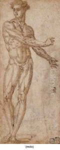 Study of a male nude by Baccio Bandinelli