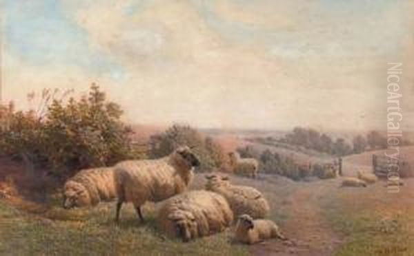 Sheep Resting On A Summer's Day - view 1