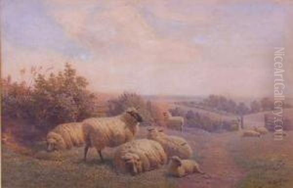 Sheep Resting, Summer Afternoon - view 1