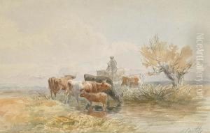 Cattle Watering Cattle Watering