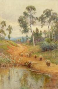 Sheep On A Trail