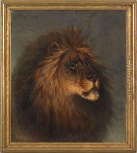 Portrait Of A Lion - view 1