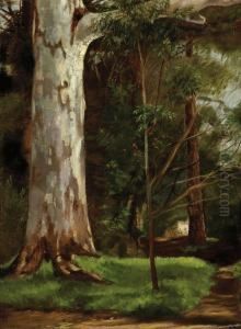 Gum Tree by Dorrit Black