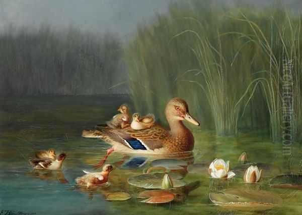 Wild Duck with its Ducklings (Villender) - view 1
