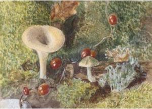 Toadstools