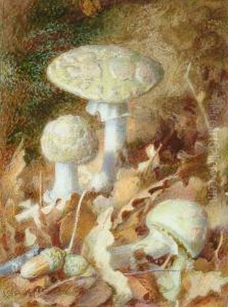 Studies Of Mushrooms - view 1