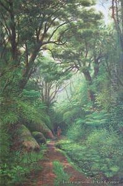 Coromandel Bush Walk - view 1