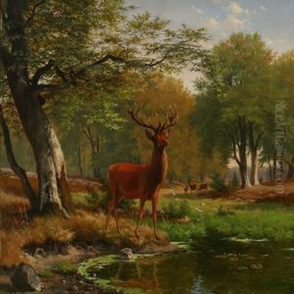 Stag At A Shore In A Forest Glade - view 1