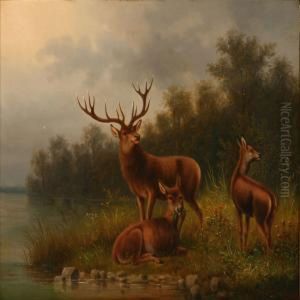Deer At A Wateredge