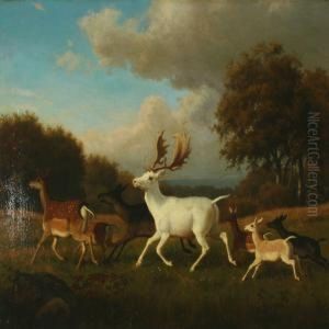 Deers In The Dyrehaven