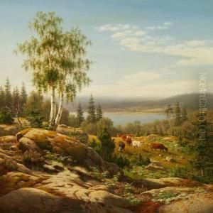 Cows In A Rocky Landscape In Smaaland, Sweden
