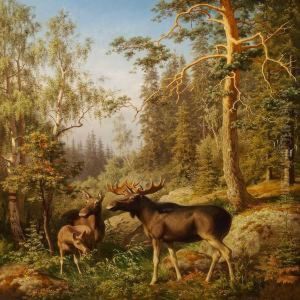 Elks. A Battue Near Eskilstuna, Sweden
