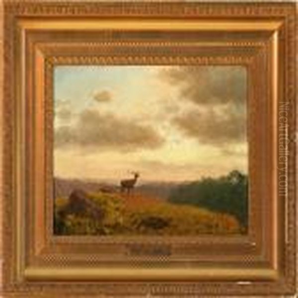 Evening Atmosphere With Red Deer In A Hilly Landscape - view 1
