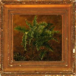 Fern In A Forest Floor