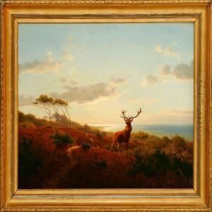 A Hilly Landscape With A Reddeer