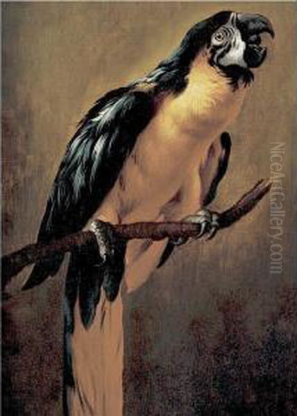 A Blue And Gold Macaw - view 1