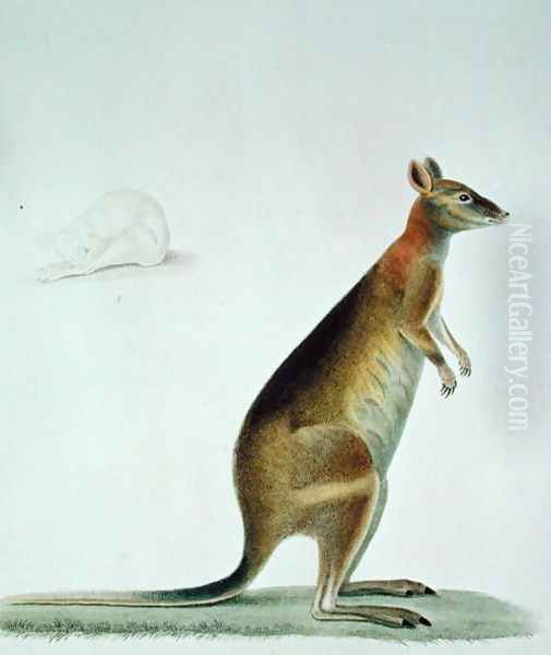 Kangaroo - view 1