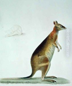 Kangaroo by Pancrace Bessa