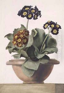 Potted Auricula, 1817