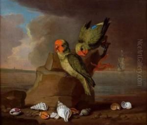 Perruches Et Coquillages Pres De La Mer