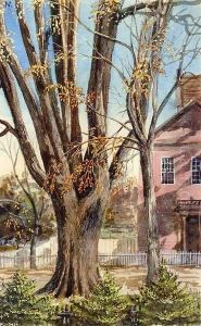 Elm, East Hartford, Connecticut by Charles DeWolf Brownell