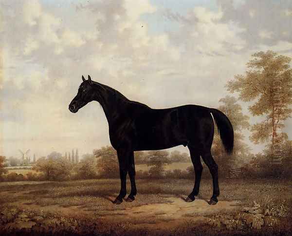 Dark Bay Hunter In A Wooded Landscape - view 1