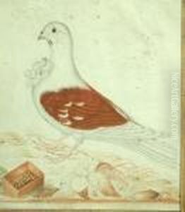 A Study Of A Magpie Pigeon; A Study Of A Red Antwerp Smerle Pigeon