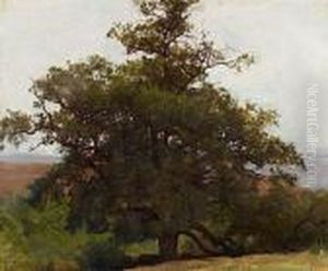 Etude De Chene En Auvergne