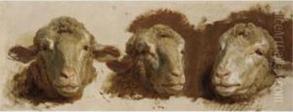 Study Of Three Sheep Heads - view 1