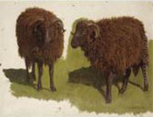 Study Of Black Rams by Auguste Bonheur