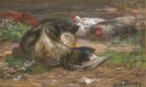 Un Canard Et Des Poules