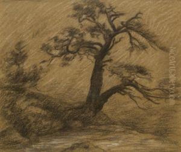 Etude D'arbre - view 1