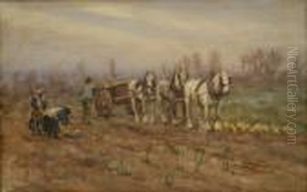 Turnip Harvesting - view 1