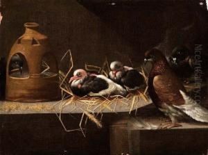 Piccioni by Felice Boselli