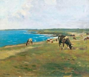 Vaches Au Paturage