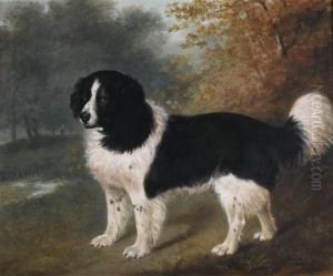 A Favourite Newfoundland Dog In A Landscape, The Property Of Samuel Skurray Day A Favourite Newfoundland Dog In A Landscape, The Property Of Samuel Skurray Day