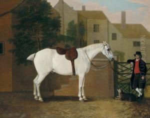 Picture Of Jack, A Favourite Grey by John Boultbee