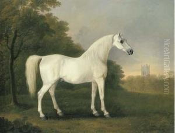 Mambrino, A Grey Stallion In A Wooded Landscape - view 1