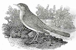 The Nightingale by Thomas Falcon Bewick