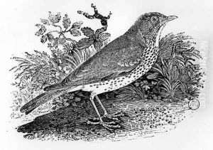 The Throstle Thrush from 'History of British Birds and Quadrupeds' by Thomas Falcon Bewick