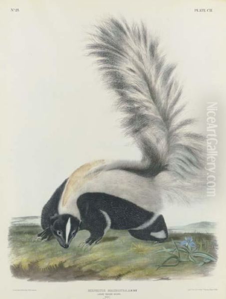 Large Tailed Skunk - view 1