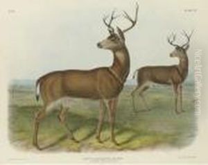 Columbian Black-tailed Deer by John T. Bowen